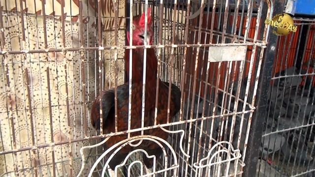 Saddar Exotic Birds and Animal Sunday Market Rainbow lory Green wing macaw Eclectus parrot Video смотреть онлайн