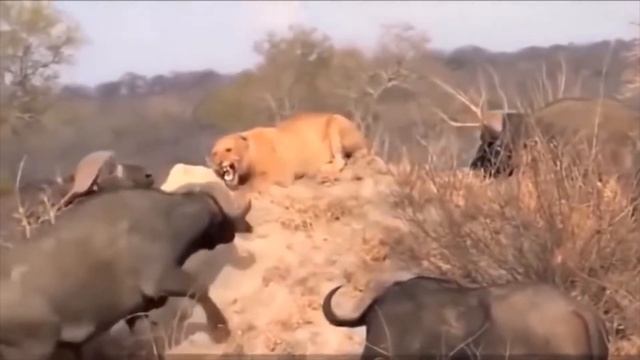 Lion Battle! Prey fights back Compilation #lion #battle #junglebattle #jungle #compilation смотреть онлайн