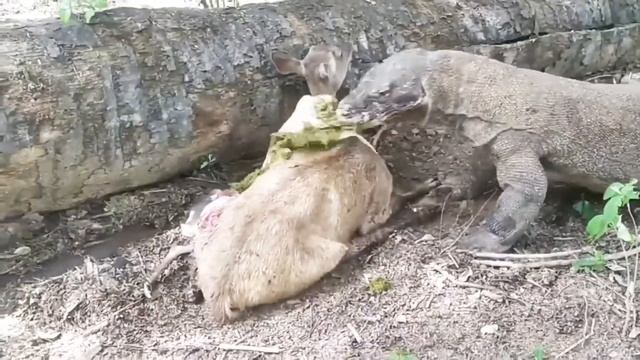 Top 3 Moments Komodo Dragon Attack and Eat Its Prey смотреть онлайн