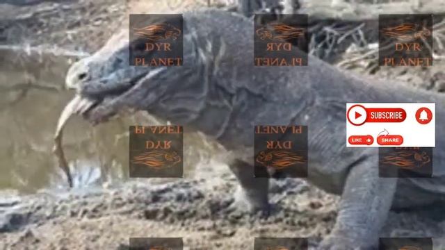 Komodo dragons prey indiscriminately смотреть онлайн