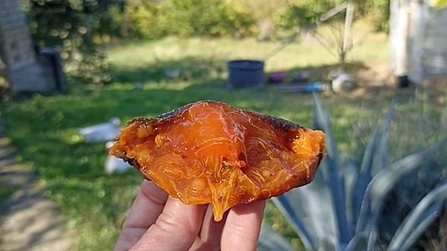 23. Снова на зиму в Абхазию. День 23, 29.10.2024. Парнаут, фейхоа, будущая чача, радио, шкаф и дом смотреть онлайн