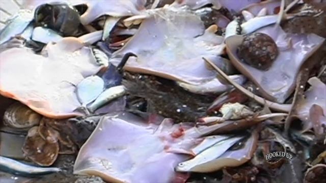 Why Supporting Small, Local Fisherman Is Important | food.curated. | Hooked Up Channel смотреть онлайн