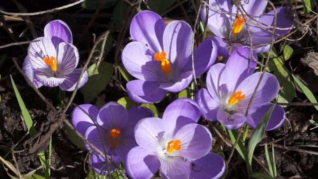real spring смотреть онлайн