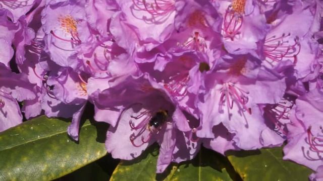 bumblebee work rhododendron смотреть онлайн