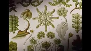 Сотворение мира - эволюция.