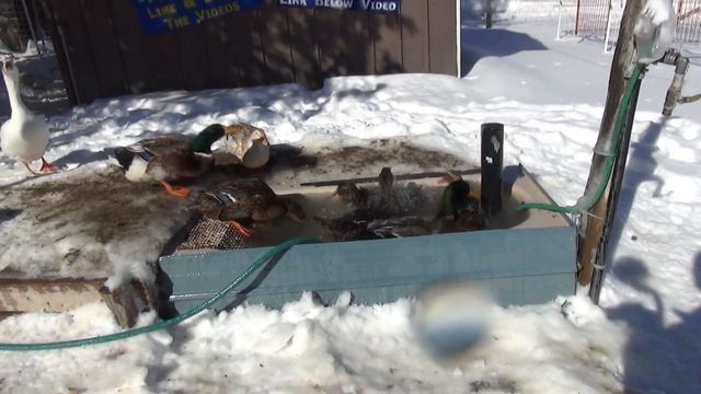 Sorry I’m Whining I’m Tired… #60 Winter Duck Adventure смотреть онлайн