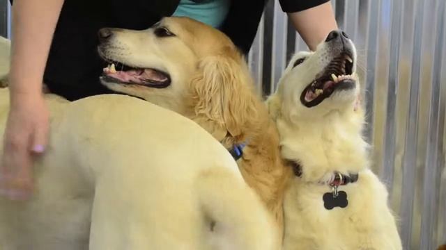 Urban Dog Retreat смотреть онлайн