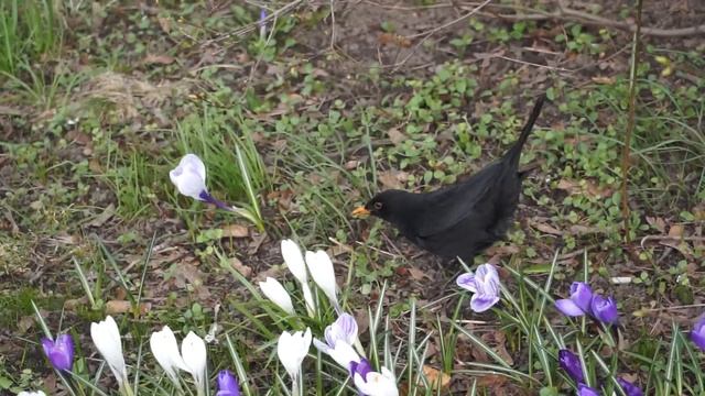 blackbird, wind and crocus смотреть онлайн