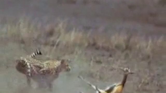 Cheetah Chasing Prey Voice Over !!! смотреть онлайн