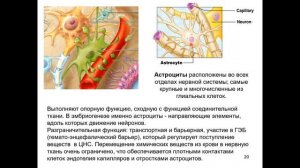 Дубынин В. А. - Мозг: как он устроен и работает - 1. Нейроцитология и онтогенез ЦНС