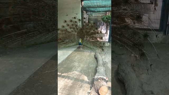 Wow So Beautiful Seen. Last Sunday i visited Lahore Zoo and enjoyed смотреть онлайн
