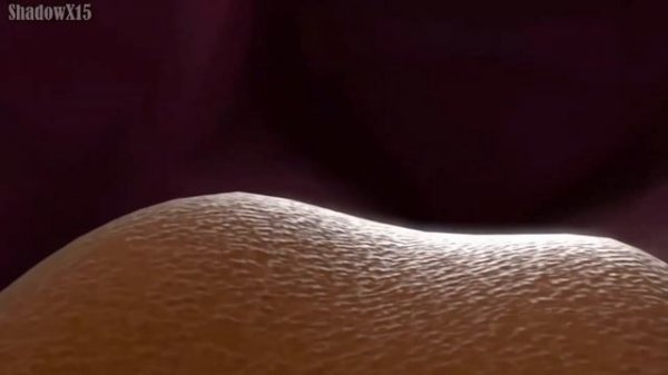 MLP Vore video | Rainbow dash pov vore