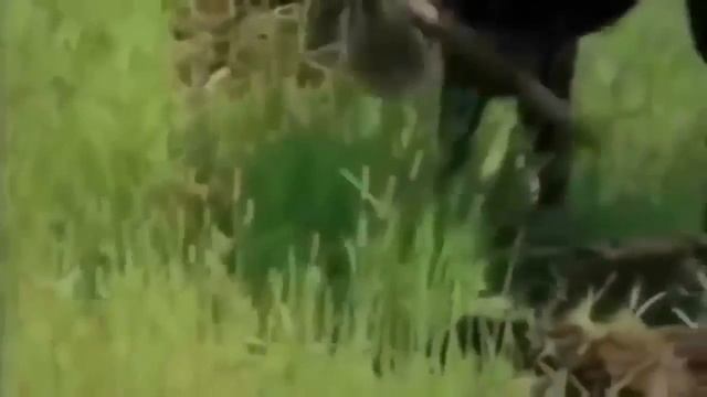 African Primitive   African Tribes Traditions And Rituals║mursi Tribe,culture ║ Mursi People Life #