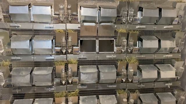 КАК КАЧЕСТВО ШИНШИЛЛЫ ЗАВИСИТ ОТ ВОЗРАСТА? | СТОИТ УЧЕСТЬ! | ШИНШИЛЛОВАЯ ФЕРМА | РАЗВЕДЕНИЕ ШИНШИЛЛ смотреть онлайн