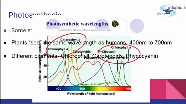 13. Ecology | Energy Flow & Primary Production | Energy | Photosynthesis | Net Primary Production смотреть онлайн