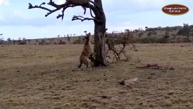 Hyena tries to Climb Tree to Steal Prey from Spot the Leopard смотреть онлайн