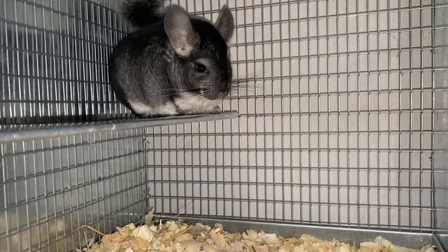 КАКИЕ ПОРОДЫ ШИНШИЛЛ БЫВАЮТ | ШИНШИЛЛОВАЯ ФЕРМА | ФЕРМА ШИНШИЛЛ смотреть онлайн