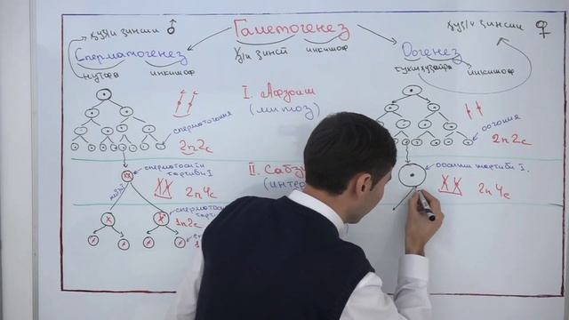 ГАМЕТОГЕНЕЗ (ПРОГЕНЕЗ). БОРДОШАВИ. смотреть онлайн