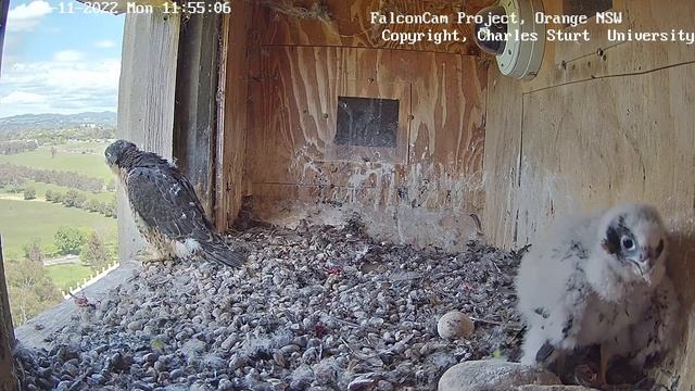 FalconCam Project~Prey is brought, Rubus takes & eat it~11:59 a.m. 2022/11/07 смотреть онлайн