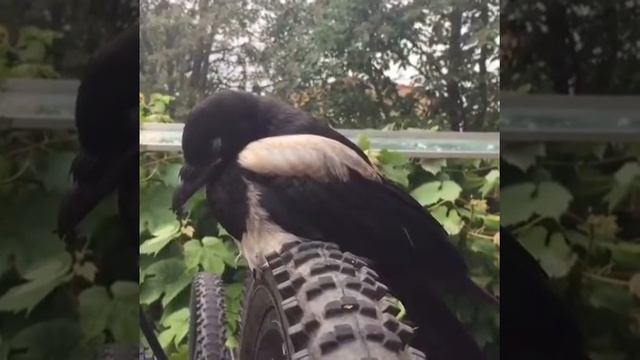 the magpie смотреть онлайн