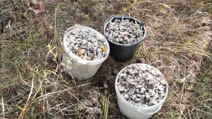 Лес усыпан грибами мышата или землисто серая рядовка, сбор грибов в Крыму 2024