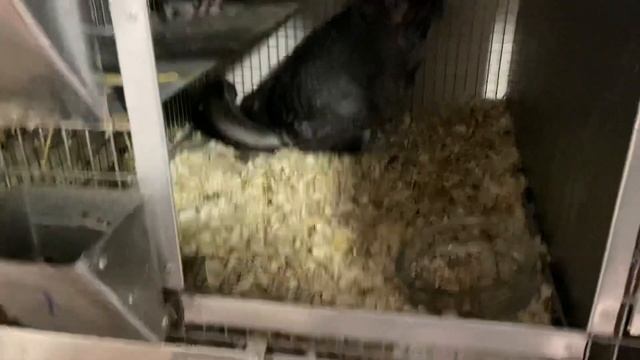 ШИНШИЛЛОВЫЕ ФЕРМЫ В РОССИИ | РАЗВЕДЕНИЕ МЕХОВЫХ ШИНШИЛЛ КАК БИЗНЕС | ФЕРМА ШИНШИЛЛ | смотреть онлайн