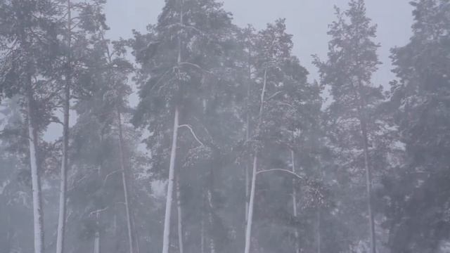 Tyresö, december, snö смотреть онлайн