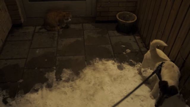 warm and cold.dog and cat смотреть онлайн