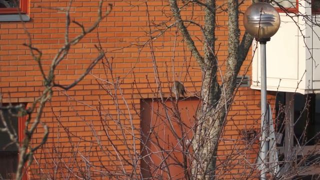 European Robin bird song смотреть онлайн
