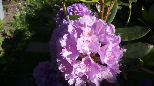 Rhododendron and bumble bees смотреть онлайн
