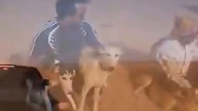SALUKI DESERT 2 смотреть онлайн