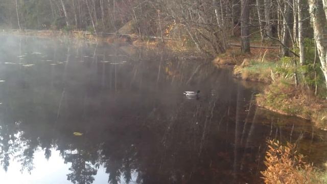 -1. first one. the fog drake смотреть онлайн