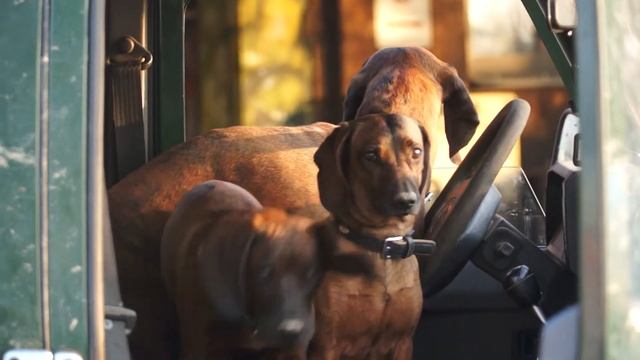 The dogs смотреть онлайн