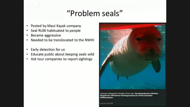 Sundays at the Bay - Science and the Hawaiian Monk Seal - Outreach Talk #3 смотреть онлайн
