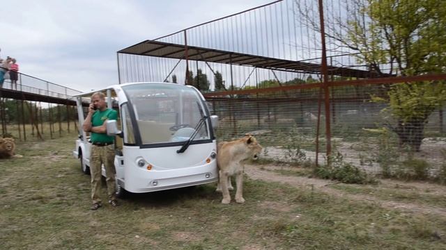 УМОРА ! Львиная сиеста ...Леон расслабился ! смотреть онлайн