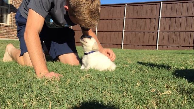 Schuyler - MALE Lab Puppy Temperament Test смотреть онлайн