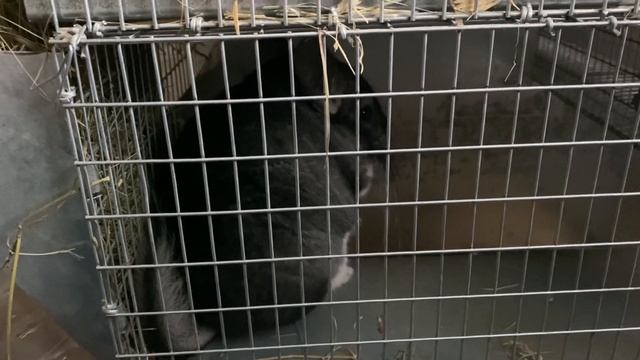 КАК РАБОТАЕТ ГЕНЕТИКА ШИНШИЛЛ | РАЗВЕДЕНИЕ ШИНШИЛЛ КАК БИЗНЕС смотреть онлайн