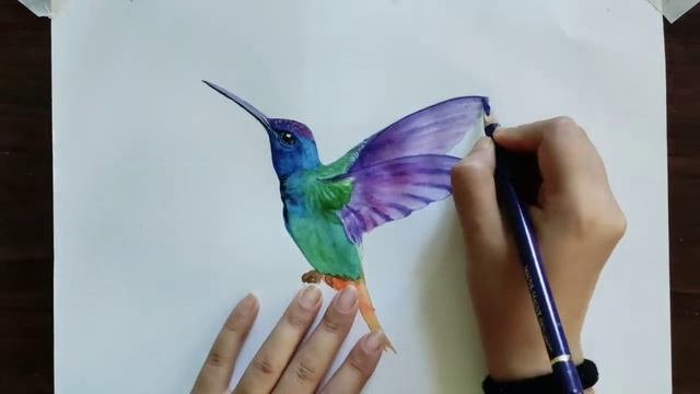 How to draw a Hummingbird for beginners смотреть онлайн