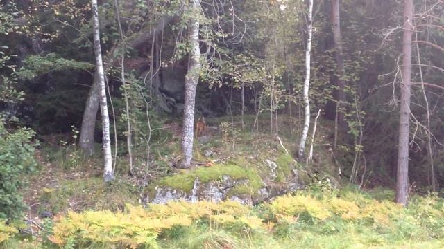 bambi in the garden-2 смотреть онлайн