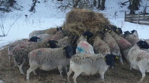 Племенной Дорпер в плем хозяйстве «Семейная ферма» #dorpersheep #dorperram #семейнаяферма #ram