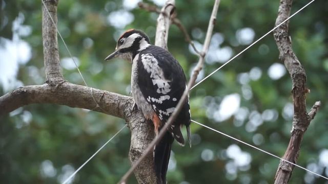 nestling of Spotted Woodpecker 6 смотреть онлайн