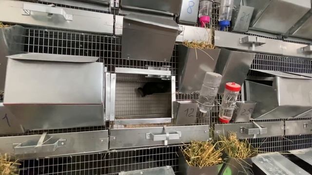 РАЗВЕДЕНИЕ МЕХОВЫХ ШИНШИЛЛ ОТ А ДО Я | ФЕРМА ШИНШИЛЛ | ШИНШИЛЛОВАЯ ФЕРМА смотреть онлайн