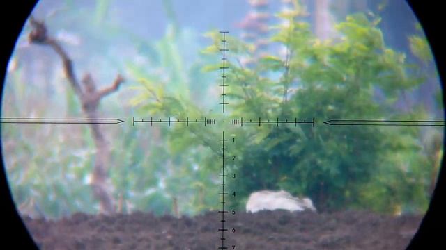 Berburu Tekukur 3‼️ Full main turret bonus ayam hutan hijau смотреть онлайн