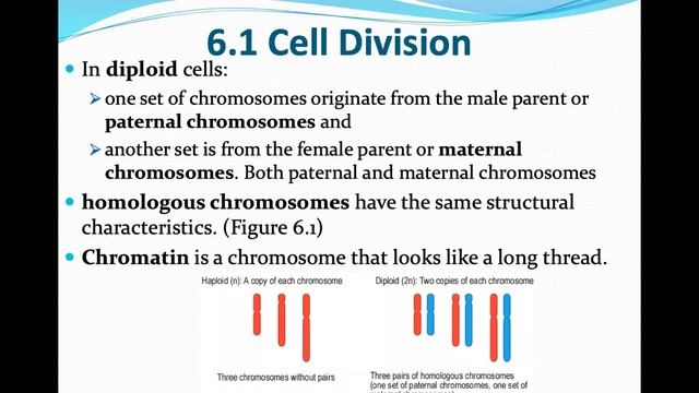 KSSM Form 4 Biology Chapter 6 Cell Division part 1 смотреть онлайн
