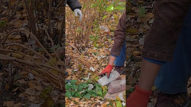 Пригните малину на зиму! смотреть онлайн