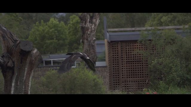 Birds of Prey - Sony A7iii смотреть онлайн