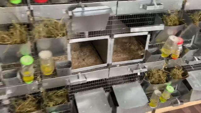 СЕКРЕТ ССАЖИВАНИЯ ШИНШИЛЛ | ШИНШИЛЛОВАЯ ФЕРМА | ШИНШИЛЛОВЫЙ ФЕРМА смотреть онлайн