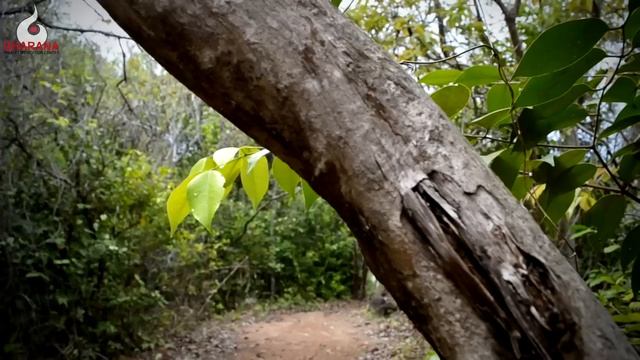 Our Daily MEDITATION EXCURSIONS | Phuket Meditation Retreats смотреть онлайн