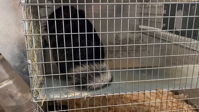 РЕАЛИЗАЦИЯ МОЛОДНЯКА ПЛЕМЕННЫХ МЕХОВЫХ ШИНШИЛЛ | ПЛЕМЕННОЕ НАПРАВЛЕНИЕ - САМОЕ ВЫГОДНОЕ | РАЗВЕДЕНИЕ смотреть онлайн