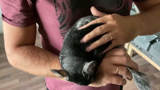 БОНИТИРОВКА ШИНШИЛЛ | ФЕРМА ШИНШИЛЛ | ШИНШИЛЛОВАЯ ФЕРМА смотреть онлайн